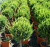 Arbusti  forme altoite BILA PE TULPINA / CUPRESSOCYPARIS LEYLANDII  1/2 , ghiveci 10 litri, diam=30cm