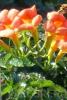 Plante agatatoare Campsis Madame Gallen/Trompetica la ghiveci 3 litri, h=80-100 cm