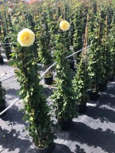 Trandafiri urcatori `Golden ` la ghiveci de 5 litri h=1,5m, Garden Services  SRL Bucuresti, 5075 - Garden Services-Amenajari gradini-spatii verzi