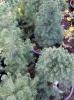 Arbusti rasinosi PICEA ALBERTINA CONICA ghiveci 5-7 litri, H-50-60 cm
