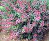 Arbusti foiosi cu frunze rosii berberis thunbergii