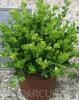 Arbusti evergreen BUXUS SEMPERVIRENS MICROPHYLLA ghiveci 5-7 litri, h=30-40 cm