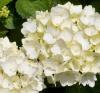 Flori perene hortensia / hydrangea macrophylla white  h=30 cm ,