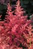 Flori de gradina perene ASTILBE x ardendsii Bressingham Beauty, culoare roz inchis