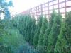 Gard viu thuja occidentalis smaragd  clt 4 l. pt