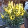 Arbust frunze persistente mahonia eurybracteata soft caress clt 3