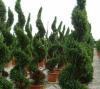 Arbusti  forme tunse SPIRALA /CUPRESSOCYPARIS LEYLANDII ghiveci 35 litri, h=160-180cm