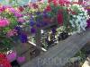 Plante de balcon petunii curgatoare cu flori mari
