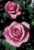 Trandafiri Barbara Streisand (ghiveci)
