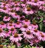 Flori de gradina perene echinacea purpurea bright