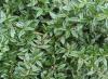 Arbusti pitici  berberis 'telestar` la ghiveci de 3-4 litri , 20-30