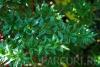 Arbusti pitici  berberis 'verruculosa' la ghiveci de 3-4 litri , 20-30
