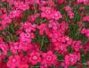 Flori de gradina  perene garofite/dianthus deltoides