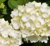 Flori perene Hortensia / HYDRANGEA MACROPHYLLA WHITE h=-30 cm, ghiveci 3-5 litri