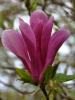 Magnolia susan  100-150 ghiv 19 litri