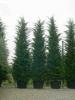 Arbori rasinosi cupressocyparis leylandii pyramidalisghiveci 18 litri