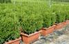 Arbusti forme tunse pentru gard viu / buxus