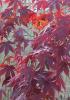 Artar japonez acer palmatum bloodgood new coup, h=125-150 cm