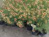 Flori de gradina perene coreopsis/