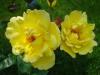 Trandafiri parfumati de gradina polyantha friesia, planta formata cu