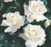 Trandafiri gradina polyantha cu radacini white