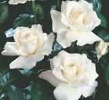 Trandafiri de gradina Polyantha White butasi inradacinati in ghiveci de 3.5 l