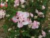 Arbusti pentru garduri vii HYBISCUS SYRIACUS cu flori duble, ghiveci 3-4 litri, h=30-40cm