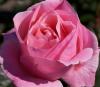 Trandafiri de gradina Polyantha cu radacina Elisabet Queen