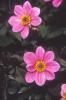 Flori de gradina anuale DALIA X HYBRIDA/ Dalia. Flori la ghiveci de 9 cm.