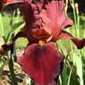Flori perene iris quechee, ghiveci 2l