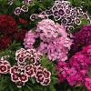 Flori de gradina anuale dianthus chinensis barbatus/