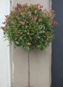 Arbusti forme altoite PHOTINIA FRASERII `RED ROBIN`diam bila=60-80cm , ghiveci 25 litri, AFEPfRR - Garden Services-Amenajari gradini-spatii verzi