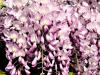 Plante urcatoare wisteria floribunda rosae (glicina)