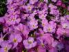 Flori de gradina perene aubrieta kittle rose, culoare