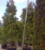 Arbori rasinosi calocedrus decurrens `aureovariegata`