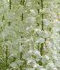 Plante urcatoare wisteria floribunda alba (glicina)