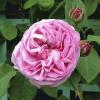 Tradafir grupa thea, trandafir de colectie rose de peintres ghiveci de