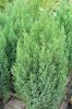 Arbusti rasinosi juniperus chinensis stricta ghiveci 18 litri,