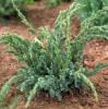 Arbusti rasinosi juniperus squamata meyeri ghiveci 7 litri, 40-60 cm