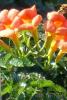 Plante agatatoare Campsis Madame Gallen la ghiveci 5-7 litri, h=100-125 cm