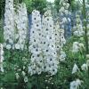Flori de gradina perene delphinium white,