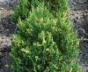 Arbusti rasinosi juniperus chinensis stricta variegata ghiveci 3 litri