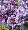 Liliac violet, parfumat cu flori