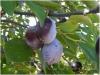 Pomi fructiferi pruni soiul muscat debrecen la