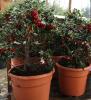 Arbust frunze persistente ilex aquifolium alaska c11 030/040