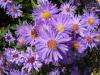 Flori de gradina perene Aster alpinus Violet