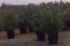 Plante de balcon nerium oleander (leandru) ghiveci 30 litri h=100-125m