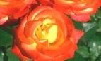 Trandafiri de gradina Polyantha Rumba, planta formata cu radacina in ghiveci de 3.5 litri