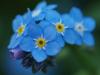 Flori de gradina bienale myosotis alpestris / nu- ma-