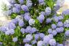 Arbust tarator de gradina cu flori CEANOTHUS THYRSYFLORUS REPENS BLUE ghiveci 3-4 litri h= 30 cm